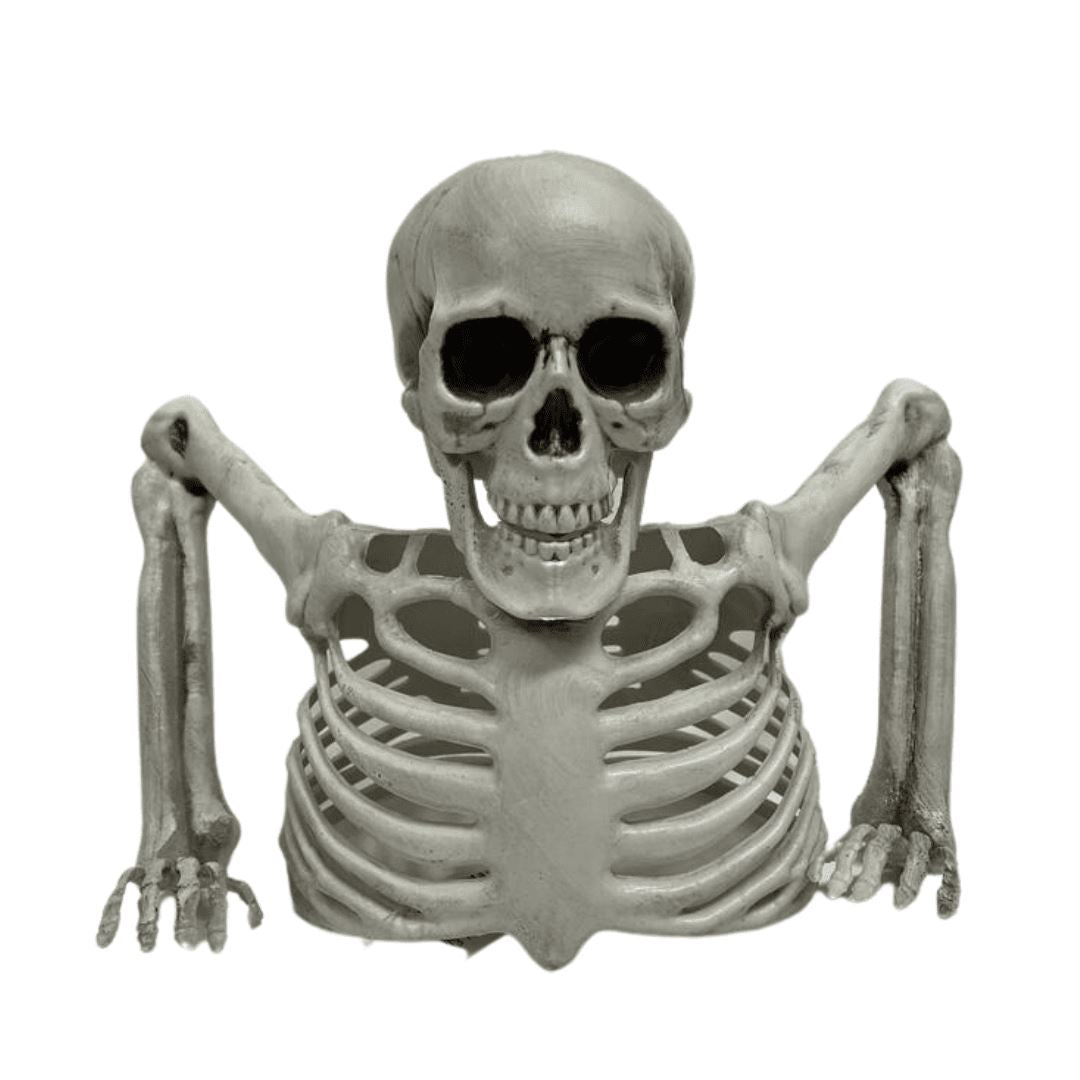 Skeleton Upper Body