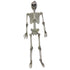 Hanging Skeleton (L) 91cm Dress Up Not specified 
