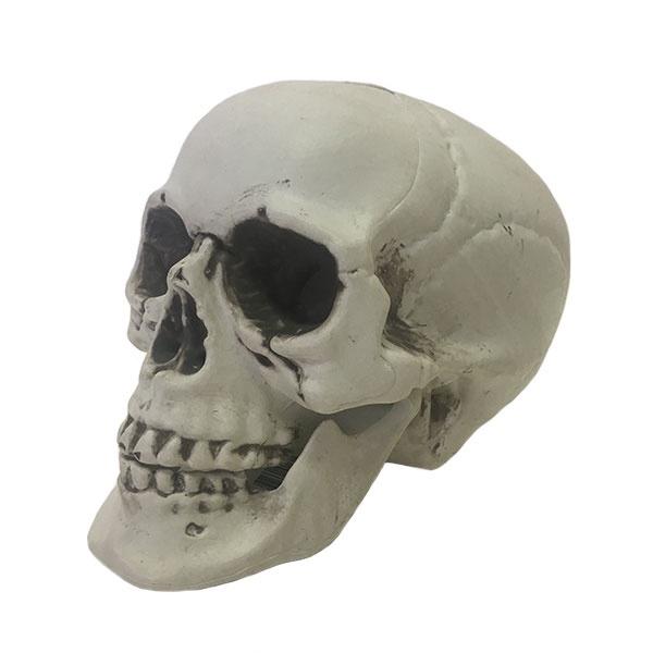 Skull Head Dress Up Not specified 